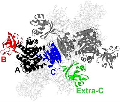 Inhibition of Pyruvate Kinase From Thermoanaerobacterium saccharolyticum by IMP Is Independent of the Extra-C Domain